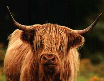 [http://www.hillview-cottage.com/highlandcow.jpg]