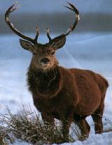 The Scottish Stag is one of the enduring images of Scotland, found  grazing in the fields at the back of Hillview Cottage during long warm summer evenings. The rooms in the 300 year old cottage wing have walls nearly three feet thick, B&B in Hillview Cottage , Stirling allows you to have a rural feel to your Scottish holiday, and yet be close to all the main visitor centres like Stirling Edinburgh Glasgow The Tossachs and Loch Lomond. William Wallace country is just up the road!