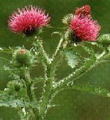 The thistle is the national flower of Scotland, and is found growing in the hedges around Hillview Cottage.
